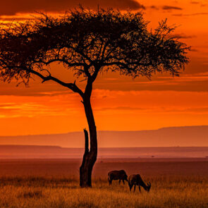 Afriland Guides Safaris in Tanzania