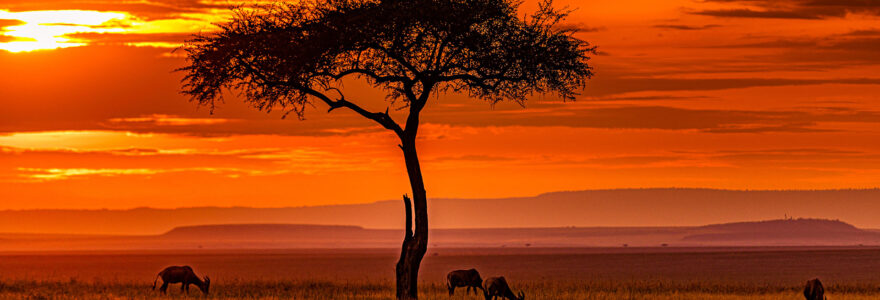 Afriland Guides Safaris in Tanzania